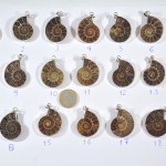 Pendientes Anmonites